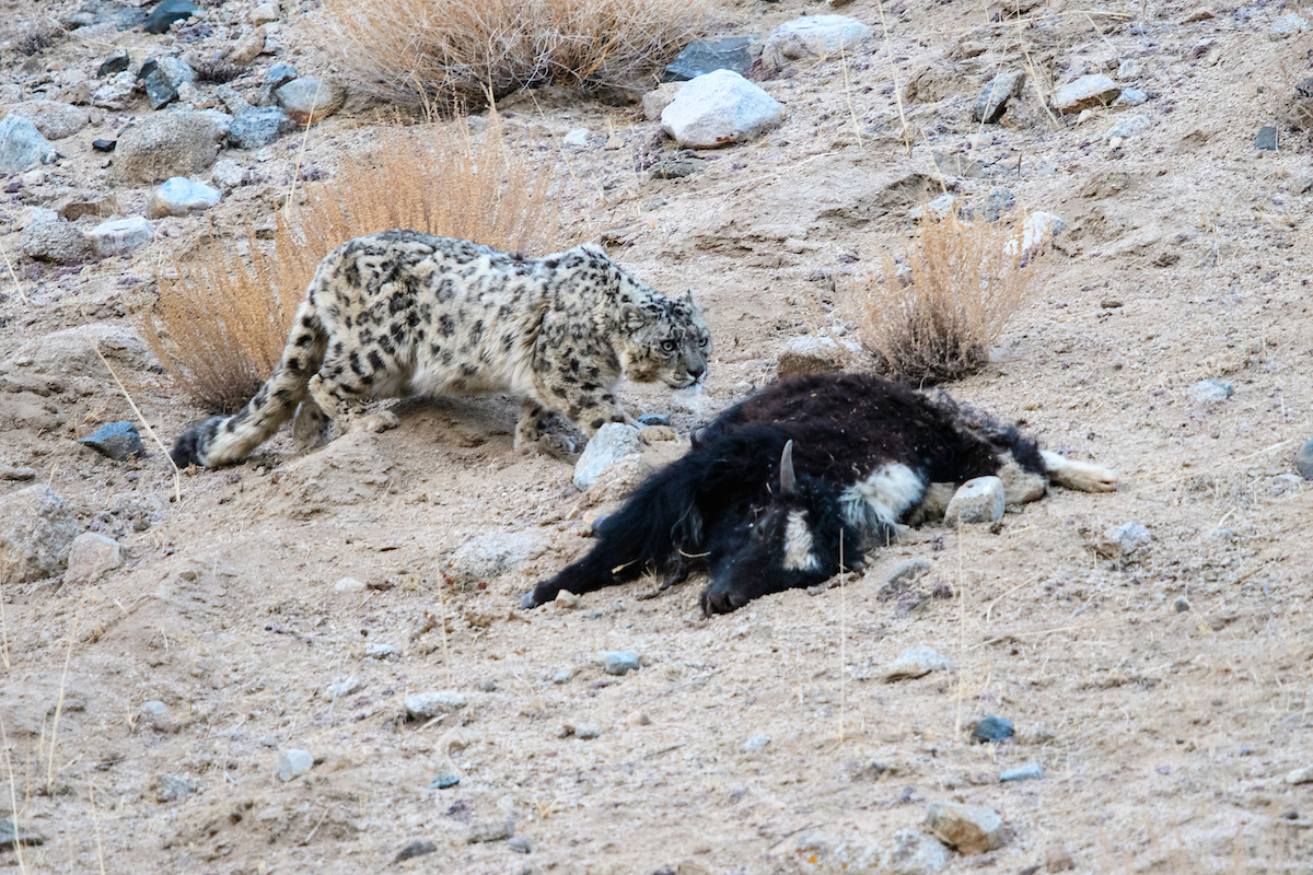 Snow leopard prey